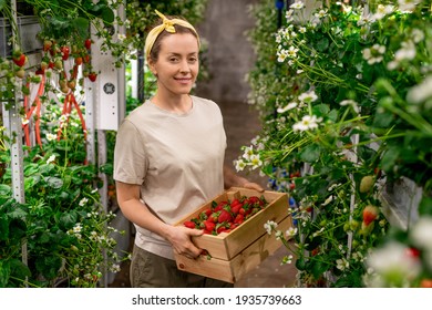 Happy young female worker of vertical farm holding wooden box with fresh ripe strawberries - Powered by Shutterstock