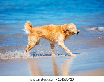 1,617 Dog on hawaii beach Images, Stock Photos & Vectors | Shutterstock