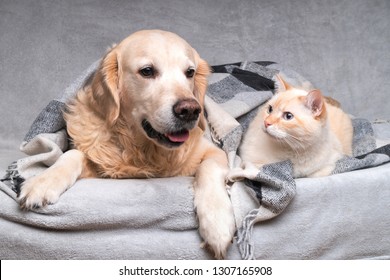 Happy young golden retriever dog and cute mixed breed red cat under cozy tartan plaid. Animals warms under black and white blanket in cold winter weather. Friendship of pets. Pets care concept.