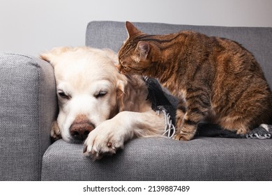 Happy young golden retriever dog and cute mixed breed tabby cat under cozy tartan plaid. Home animals warms under black and white blanket in cold winter weather. Friendship of pets. Pets care concept. - Powered by Shutterstock