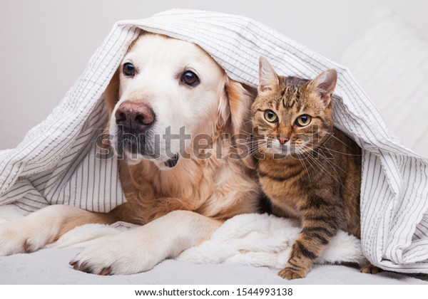 幸せな若い金のレトリバー犬とかわいい雑種の猫が こぢんまりした格子柄の下にいます 寒い冬の天気のとき 動物は白と灰色の毛布の下で温まる ペットの友情 ペットは気を使う の写真素材 今すぐ編集