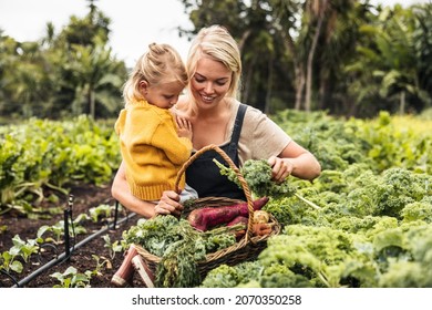 Happy Young Mother Carrying Her Daughter While Picking Vegetables In An Organic Garden. Single Mother Gathering Fresh Kale Into A Basket. Self-sustainable Family Harvesting Fresh Produce On Their Farm