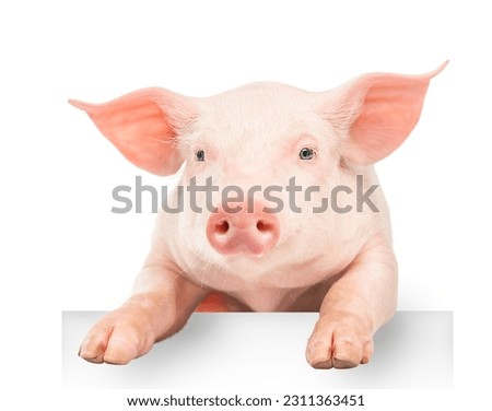 Happy young pig hanging its paws over a white banner, isolated on white background. Funny animals emotions
