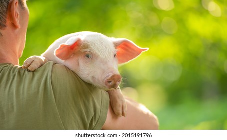 Happy young pig on owner`s hands, on a green meadow. Friendship humans and animals. Concept of love of nature, respect for the world and love for animals. Ecologic, biologic, vegan, vegetarian