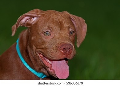 857 Red nose pitbull puppy Images, Stock Photos & Vectors | Shutterstock