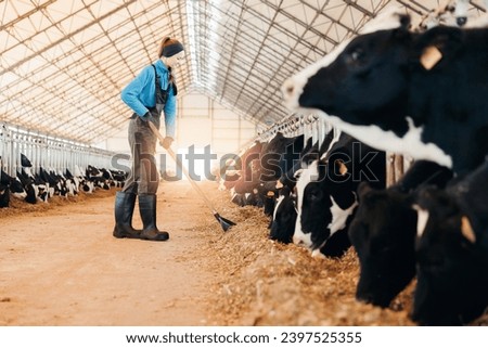 Happy young woman farmer in uniform throws hay to cows in hangar barn with sunlight. Concept livestock agriculture industry.