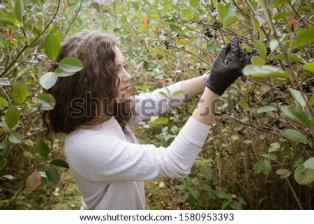 Happy young woman harvest aronia in garden on sunny day