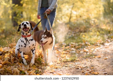 Happy young woman walking in the autumn forest with two dogs. Two Companion Dogs out for a Walk. Dalmatian and siberian husky out for a walk