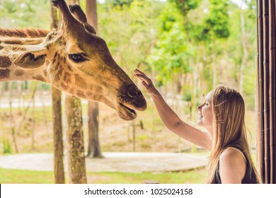 Happy Young Woman Watching And Feeding Giraffe In Zoo. Happy Young Woman Having Fun With Animals Safari Park On Warm Summer Day.