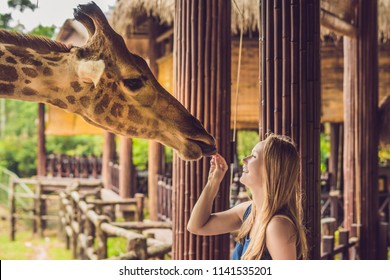 Happy young woman watching and feeding giraffe in zoo. Happy young woman having fun with animals safari park on warm summer day. - Shutterstock ID 1141535201