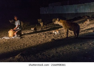 HARAR, ETHIOPIA - APRIL 8, 2019: Hyenas and cats in the streets of Harar, Ethiopia. They gather every evening on a specific spot to be fed.