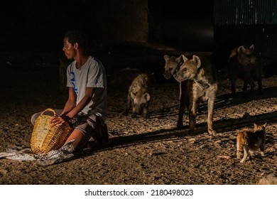HARAR, ETHIOPIA - APRIL 8, 2019: Hyenas in the streets of Harar, Ethiopia. They gather every evening on a specific spot to be fed.