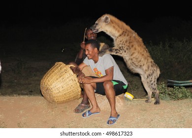 HARAR, ETHIOPIA - CIRCA NOVEMBER 2015 - Abbas, the son of the original hyena man, is showing a local tourist how to night feed spotted hyenas in Harar.
