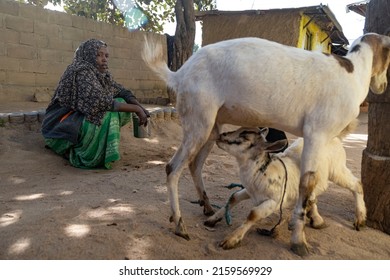 Harar - Ethiopia - December-7-2019: Ethiopian farmer woman watching a goat suckling her baby.