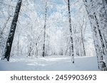 Harbin, China - January 8th, 2024: 

Snow-covered pine forest corner next to a small village in Harbin, China