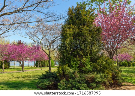 harbinger of spring beautiful pink colored trees and garden. Judas-tree