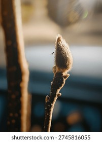 Harbinger of spring. Hydrangea. Midge. Bud. Spring is coming. Beautiful weather. Flowers. Blooming.