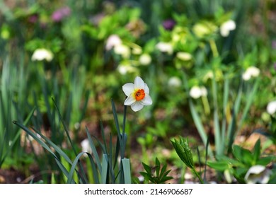 a harbinger of spring narcissus of park  - Shutterstock ID 2146906687