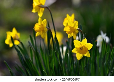 a harbinger of spring narcissus of park  - Shutterstock ID 2146906697