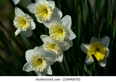 a harbinger of spring narcissus of park  - Shutterstock ID 2146906701