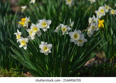 a harbinger of spring narcissus of park  - Shutterstock ID 2146906705
