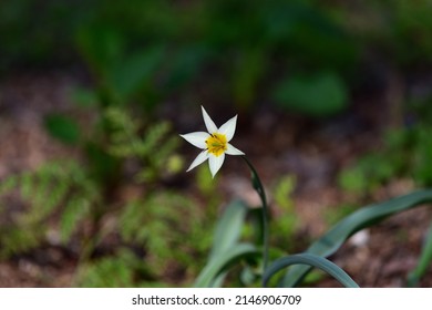 a harbinger of spring narcissus of park  - Shutterstock ID 2146906709