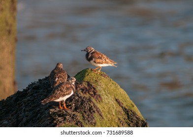 Harbor Bird
