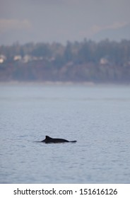 Harbor Porpoise