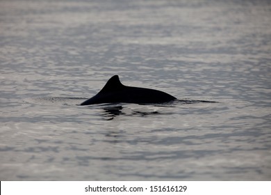 Harbor Porpoise