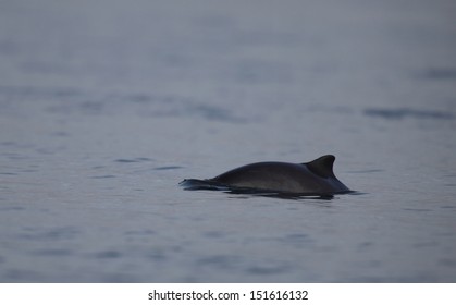 Harbor Porpoise