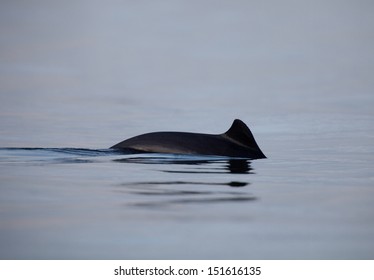 Harbor Porpoise