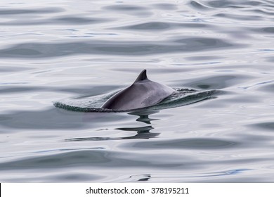 Harbor Porpoise. Glacier Bay National Park, Alaska. 