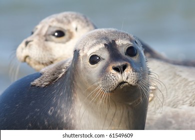 Harbor Seal