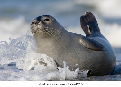 Harbor Seal