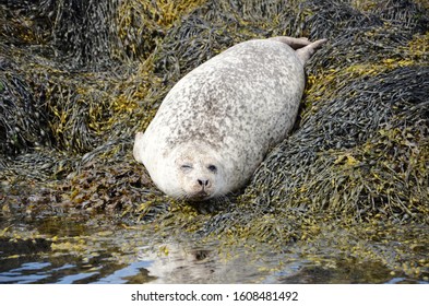 The Harbor Seal, Also Known As The Common Seal, Is A True Seal Found Along Temperate And Arctic Marine Coastlines Of The Northern Hemisphere.