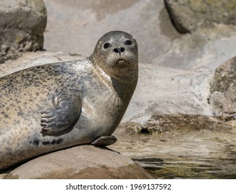 The harbor seal, also known as the common seal, is a true seal found along temperate and Arctic marine coastlines. Here a seal at zoo in Zurich, Switzerland.