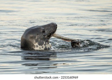 Harbor Seal (Phoca vitulina vitulina) enjoying a fish dinner as it swims in Hyannis Port Harbor, Cape Cod, Massachusetts
