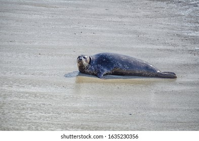 Harbor Seal (Phoca Vitulina), Monterey County, CA.