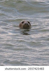 Harbor seal (Phoca vitulina) on the Dutch North Sea coast