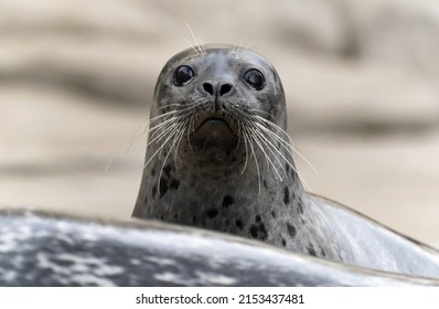 Harbor seal (Phoca vitulina) portrait.                            