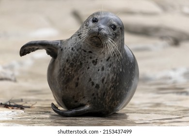 Harbor seal (Phoca vitulina) portrait.                             - Shutterstock ID 2153437499
