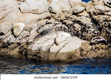 Harbor Seal At Point Lobos, California