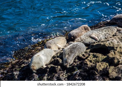 Harbor Seal At Point Lobos, California