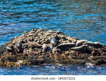 Harbor Seal At Point Lobos, California