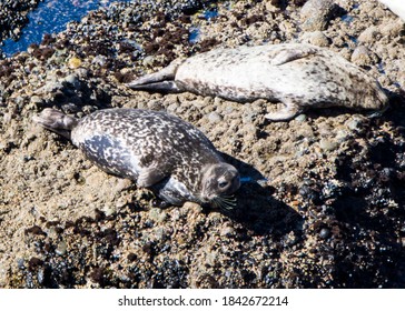 Harbor Seal At Point Lobos, California