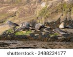 Harbor Seal soaking the sun at Saguenay-St Lawrence Marine Park, Quebec Canada 