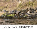 Harbor Seal soaking the sun at Saguenay-St Lawrence Marine Park, Quebec Canada 