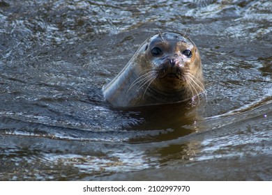 A Harbor Seal Swimming In A Zoo