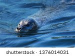 Harbor seal that found in temperate and Arctic marine coastlines