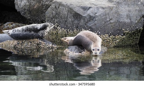 Harbor Seals In Elliott Bay